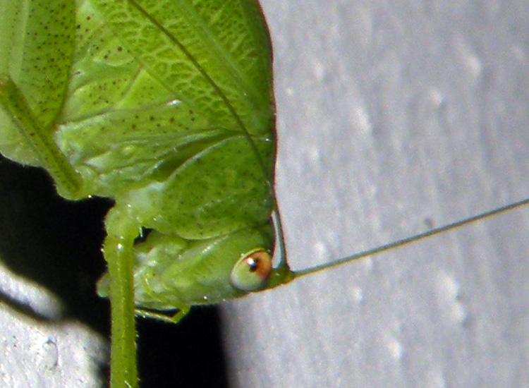 Phaneroptera nana, probabilmente
